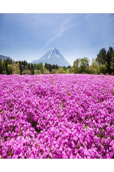 media Fototapet de perete autoadeziv si lavabil Flori80, 150 x 205 cm