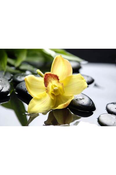 media Autocolant Orhidee galbena, 220 x 135 cm