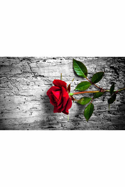 media Fototapet de perete autoadeziv si lavabil Trandafir rosu, 220 x 135 cm