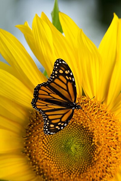 media Autocolant Flori70, 135 x 225 cm