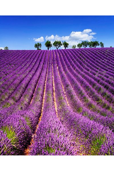 media Fototapet de perete autoadeziv si lavabil Lavanda5, 150 x 205 cm