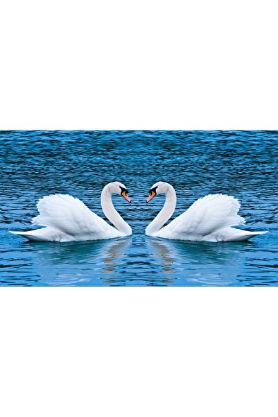 media Fototapet de perete autoadeziv si lavabil Lebede pe lac, 270 x 200 cm