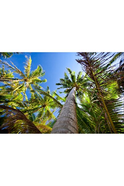 media Fototapet de perete autoadeziv si lavabil Palmieri spre cer, 270 x 200 cm