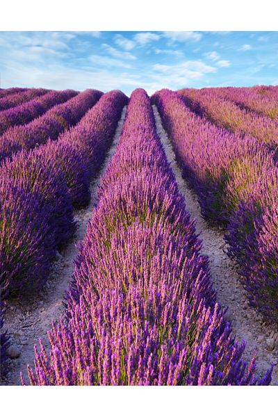 media Fototapet de perete autoadeziv si lavabil Lavanda2, 150 x 205 cm