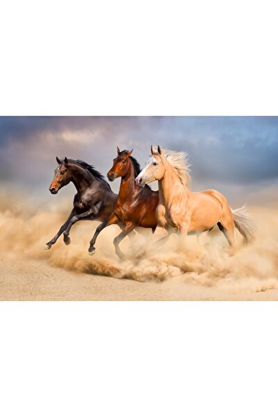 media Fototapet autocolant Cai, galop, nisip, 270 x 200 cm