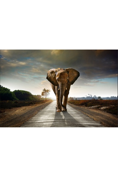 media Fototapet de perete autoadeziv si lavabil Drumul elefantilor, 220 x 135 cm