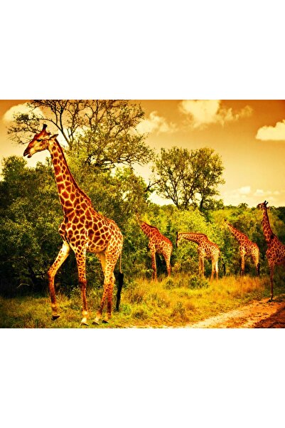 media Fototapet de perete autoadeziv si lavabil Girafe in savana, 270 x 200 cm