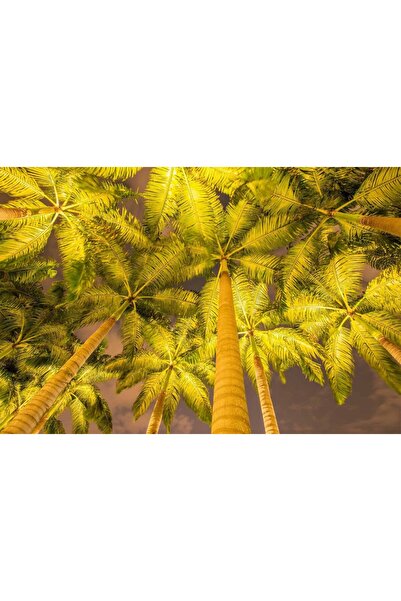 media Fototapet de perete autoadeziv si lavabil Palmieri in reflector, 220 x ...