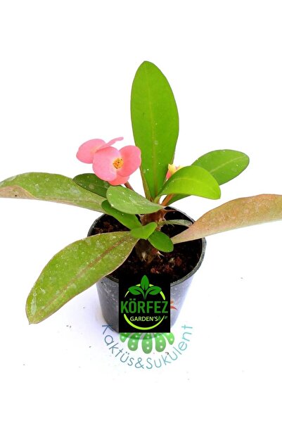 GoldLotus 3 Adet Dikenler Tacı 5,5cm Saksı ithal Sarı Kırmızı Pembe Beyaz Ebruli