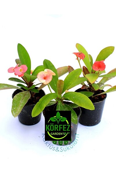 GoldLotus 3 Adet Dikenler Tacı 5,5cm Saksı ithal Sarı Kırmızı Pembe Beyaz Ebruli