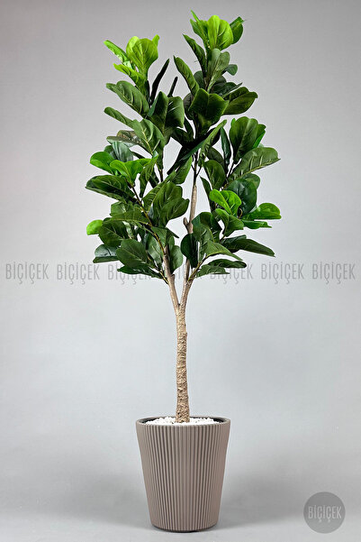 BİÇİÇEK Biçiçek Keman Yapraklı Kauçuk Bitkisi Fiddle Lyrata 175cm