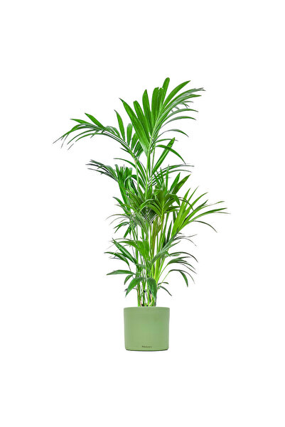 Fidanburada Kentia Palmiyesi Large (Howea Forsteriana) Ruby Yeşil Saksılı