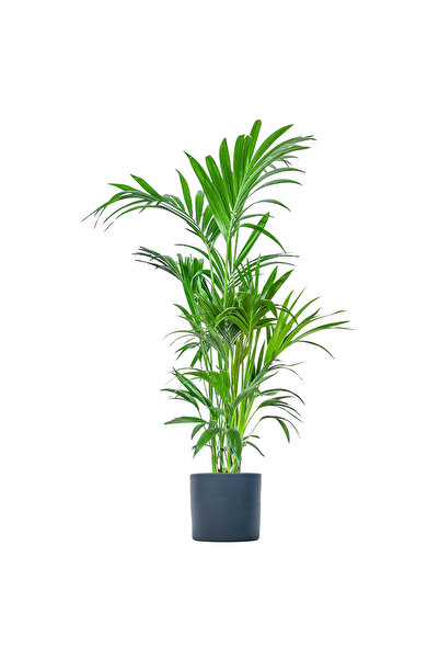 Fidanburada Kentia Palmiyesi Large (Howea Forsteriana) Ruby Antrasit Saksılı