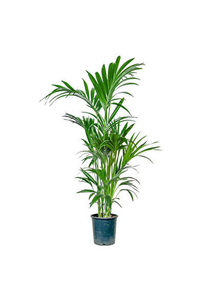 Fidanburada Kentia Palmiyesi Large (Howea Forsteriana)