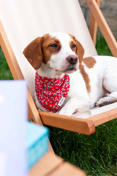 Lorico Dog Snap Fastener Patterned Scarf/Bandana