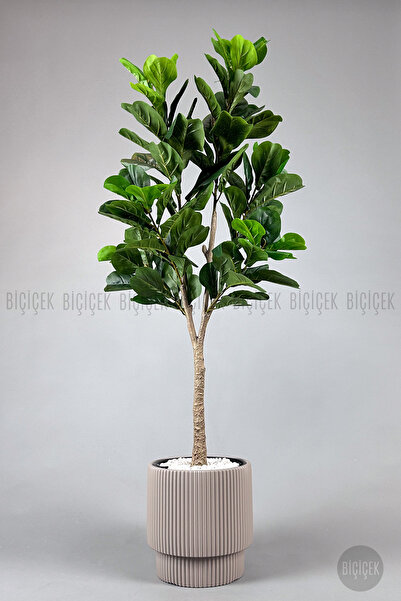 BİÇİÇEK Keman Yapraklı Kauçuk Bitkisi Fiddle Lyrata Gala Saksı 175-200 cm