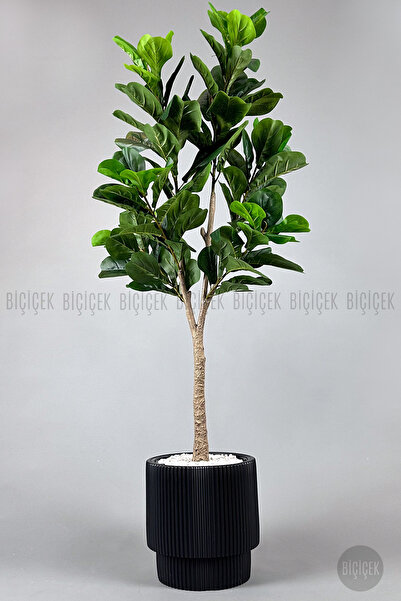 BİÇİÇEK Keman Yapraklı Kauçuk Bitkisi Fiddle Lyrata Gala Saksı 175-200 cm