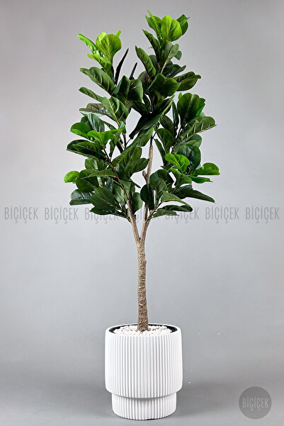 BİÇİÇEK Keman Yapraklı Kauçuk Bitkisi Fiddle Lyrata Gala Saksı 175-200 cm