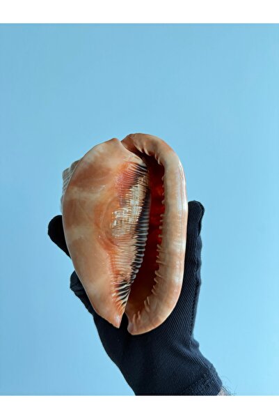 Seashell Rio Deniz Kabuğu; Cassis Rufa (Helmet Shell) | 13-15 cm Büyük Boy De...