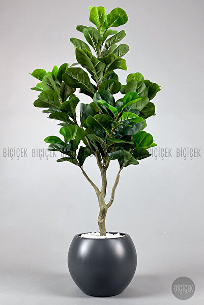 BİÇİÇEK Keman Yapraklı Kauçuk Bitkisi Fiddle Lyrata küre Saksı 150 cm