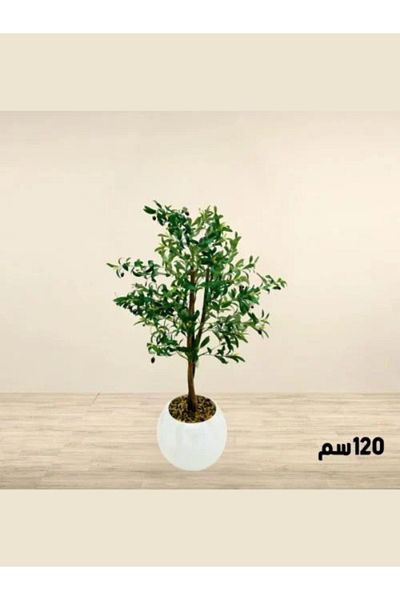 Generic Large ornamental olive tree, 120 cm tall