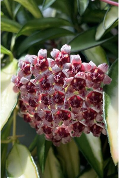 PLANT Hoya Wayetii Tricolor Mum Çiçeği