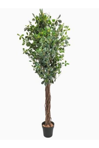 Generic Ficus tree 180 cm in a box