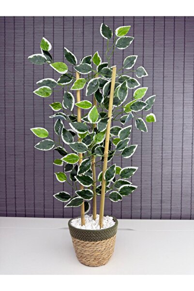 Bahçem Yoğun Yapraklı Dekoratif Benjamin Ağacı Hasır Sea Grass/Yeşil Koton Saksılı 3 Gövde 70cm