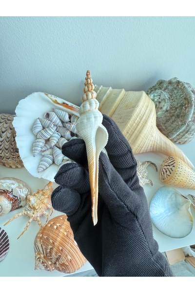 Deniz Kabuğu; Fusinus colus – 10-12 cm Doğal Spindle Shell