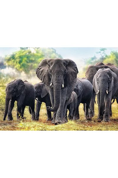 Trefl PUZZLE TREFL 1000 ELEFANTI AFRICANI
