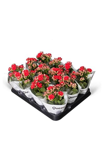 SENA BOTANİK VE ÇİÇEK Kırmızı Queen Kalanchoe Çiçeği Kalanşo Çiçeği Bitki Ev Ofis Bitkisi 10-15cm