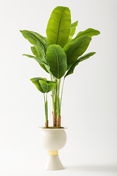 Güleç Yapay Çiçek Yapay Muz Ağacı 200 Cm 17 Yaprak Krem Saksı