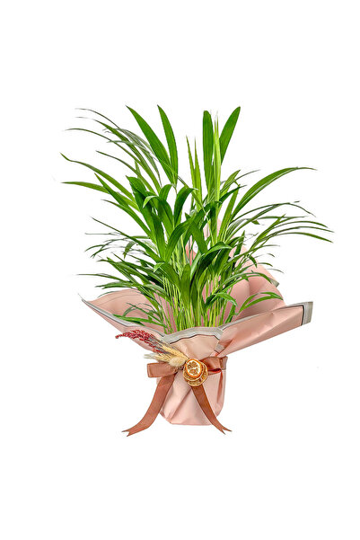 Fidanburada Hediye Paketli Areka Palmiyesi - Dypsis Lutescens - Salon Palmiyesi