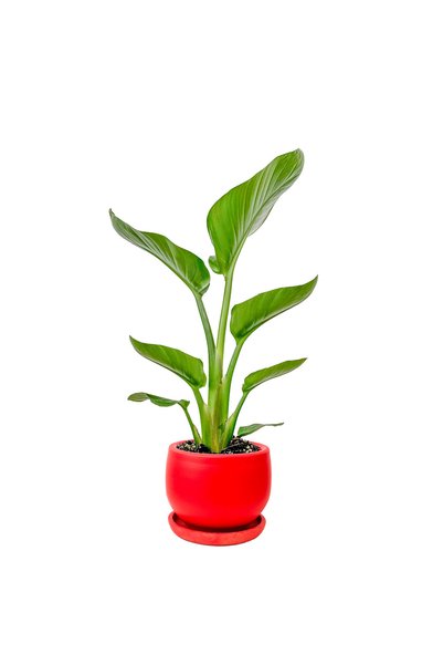 Fidanburada Starliçe - Beyaz Cennet Kuşu Curvy Kırmızı Saksılı 40-60 Cm (strelitzia Nicolai)
