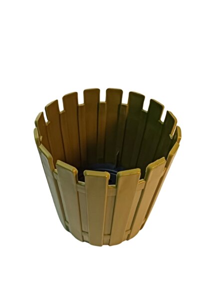 Acacia 20 Potted Single Green