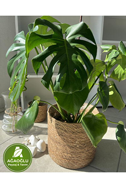 Ağaoğlu Monstera Deliciosa (Deve Tabanı) – Büyük Yapraklı Tropikal Salon Bitkisi