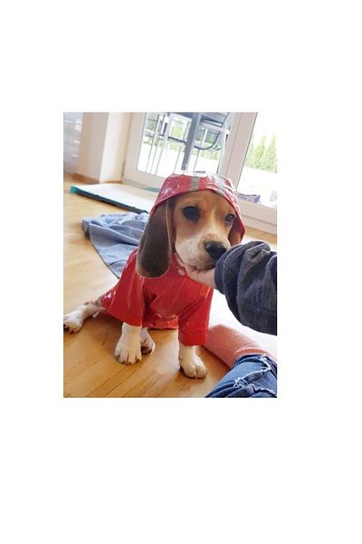 Nonbranded Pelerina de ploaie pentru câini, pisici sau alte animale de companie, reflectorizantă, cu glugă, mărimea S