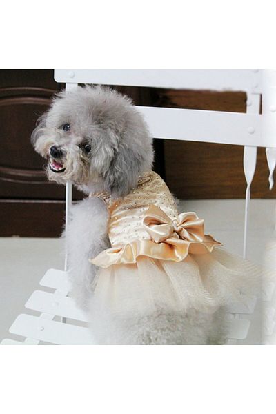 Nonbranded Haină festivă, stil elegant, pentru câini/animale de companie de talie mică, pisici sau alte animale de companie - CHAMPAGNE, XS