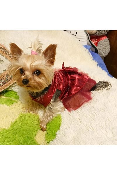 Nonbranded Rochie festivă pentru câini/animale de companie mici, pisici - ROȘU, S