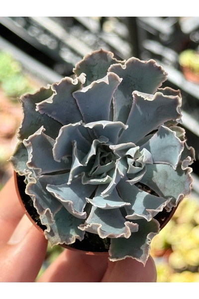 SukuLand Echeveria Shaivana ithal koleksiyonluk özel tür sukulent 5,5cm saksıda