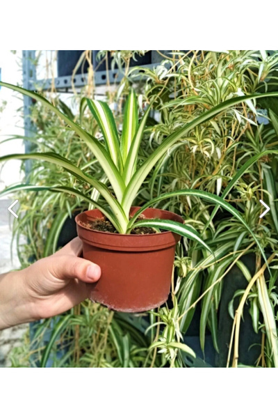 GoldLotus Chlorophytum Comosum Kurdele Çiçeği Askılı Saksıda Dolgun Formlu