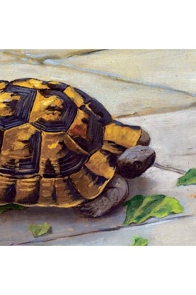Ks Games Turtle Trainer 2000 Piece Puzzle