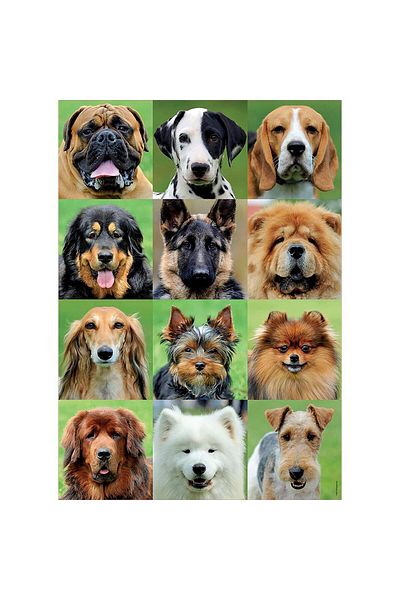 EDUCA 500 Piece Dog College Puzzle with Dog - Puzzle and Glue