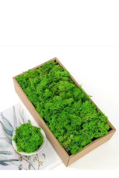 co arma Algae grass provides you with year-round greenery, suitable for pools and gardens.