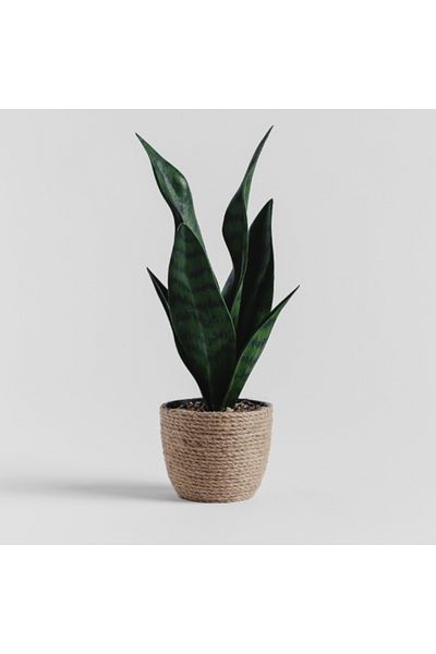 HomeVibes Floare decorativă timbru