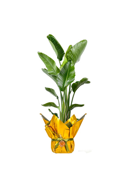 Fidanburada Starliçe XL (Strelitzia Nicolai) Hediye Paketli