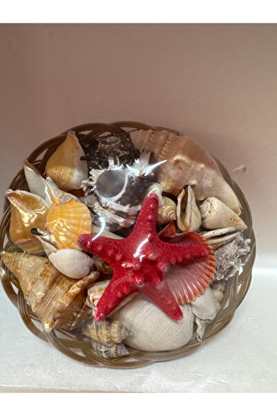 Meç Deniz Kabuğu Tabağı No:3