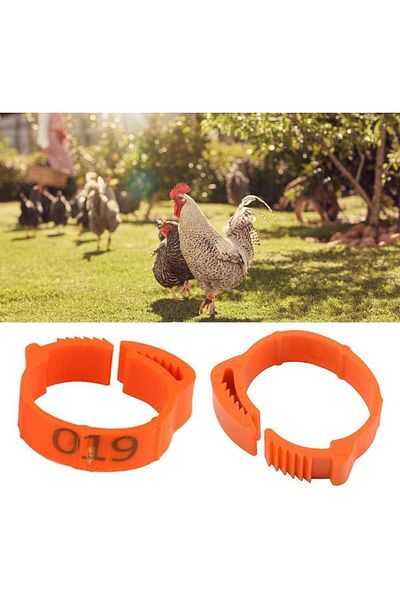 OEM Set of 100 chicken rings, Orange