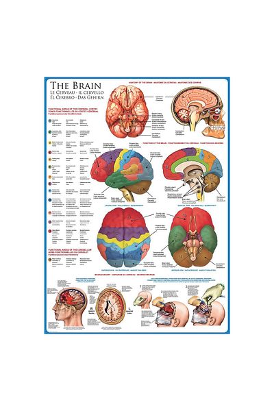 Eurographics Puzzle Eurographics - The Brain, 1000 pieces