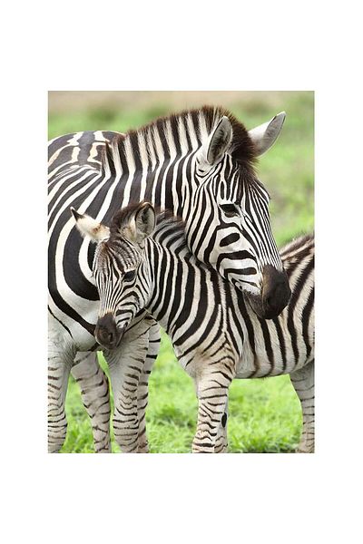 RAVENSBURGER Ravensburger Puzzle - Zebras, 300 pieces XXL
